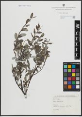 Foto von Salix arenaria L.